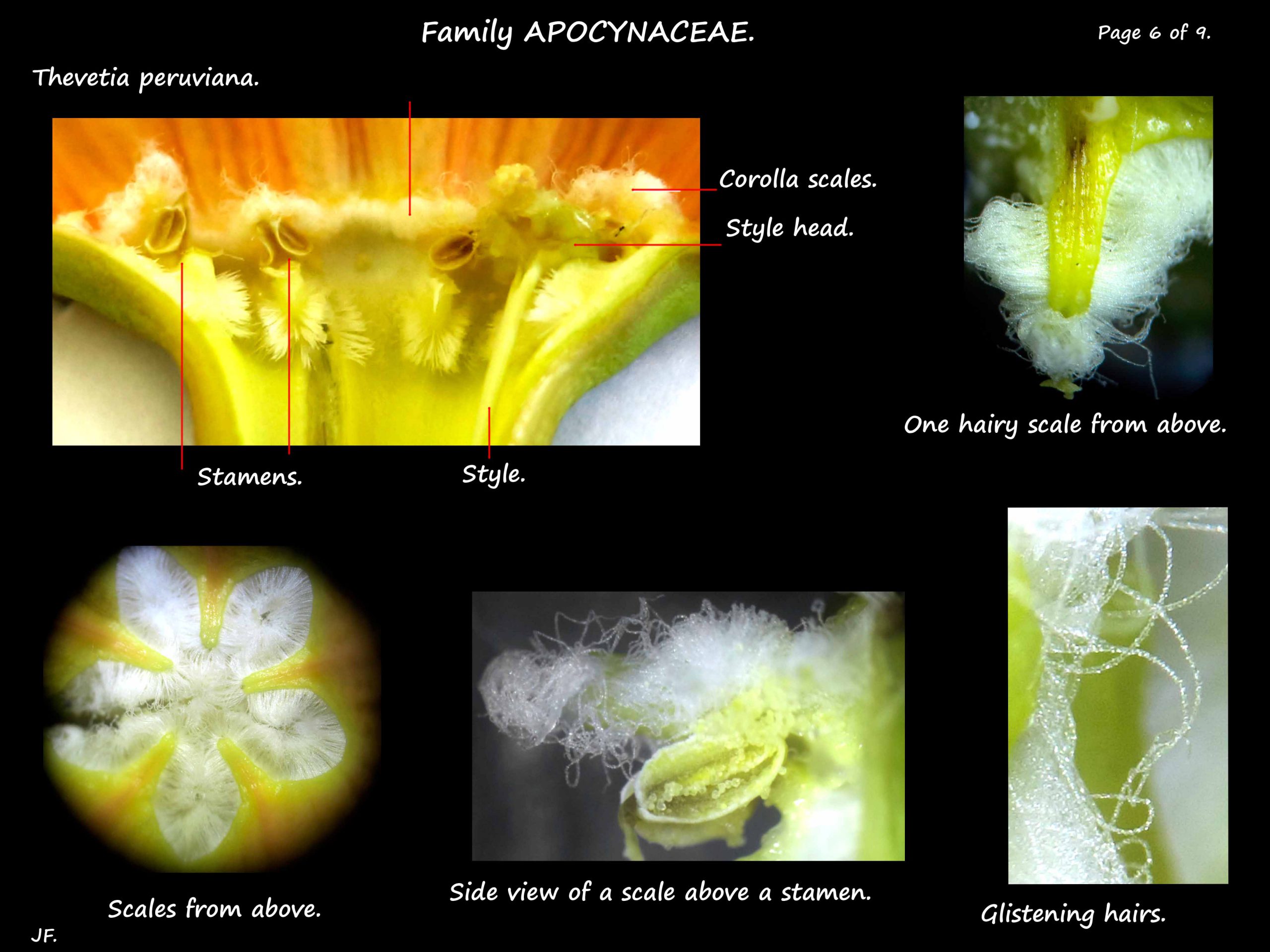 6 Corolla scales & stamens in Thevetia peruviana